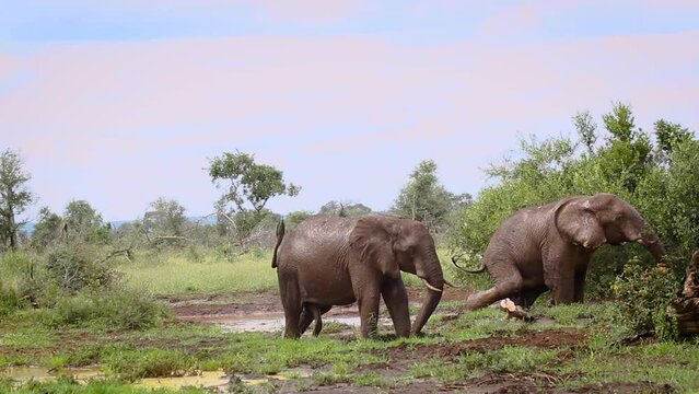 African bush elephant grooming and mud bathing in Kruger National park, South Africa ; Specie Loxodonta africana family of Elephantidae