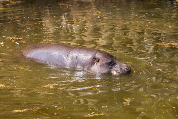 Choeropsis liberiensis - Liberian hippopotamus bathing in pond water.