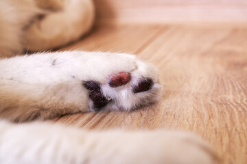 Black pads on the cat's paw closeup