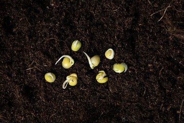 sprout pee seeds on soil - 611436791