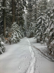 snow covered road