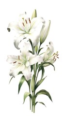 Fototapeta na wymiar Crisp White Lily Bundle in Contemporary Style Isolated on White Background. Generative AI