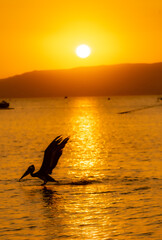 Pelicano peruano volando al atardecer en Paracas, Ica, Peru