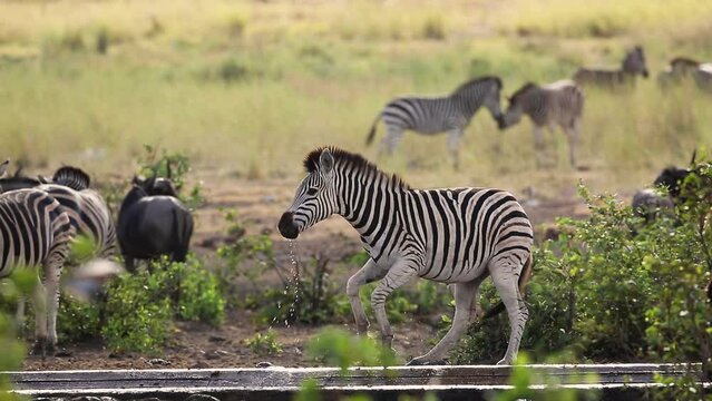 Plains zebra drinking at waterhole in backlit in Kruger National park, South Africa ; Specie Equus quagga burchellii family of Equidae