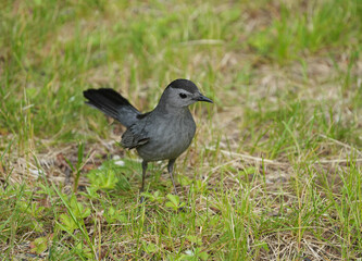 gray catbird on the lawn