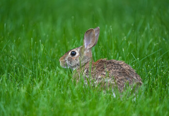 wild rabbit eating grass in the lawn