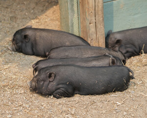 small black piglet sleeping outdoor in the farm