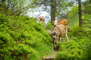 Junge Kühe auf einem Wanderweg im Wald