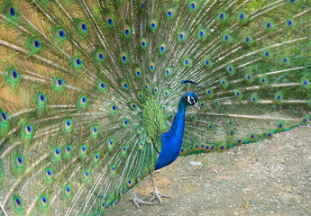 close up on blue male peacock