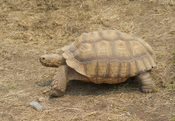 Giant grey tortoise standing on tropical island