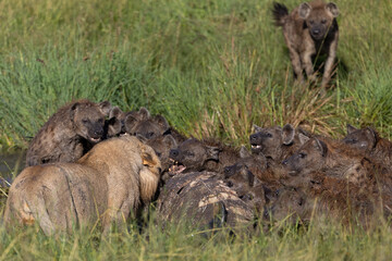 Lion and Hyenas fighting