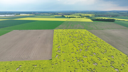 Field vole common Microtus arvalis oilseed disaster extremely attacked rape Brassica napus drone aerial plant infested short-tailed pest rodent grey-brown overpopulation yield damage Europe