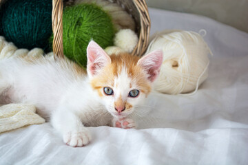 Cute kitten with wool balls lies next to the basket, postcard.