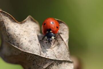 Coccinelle à Sept Points (Coccinella septempunctata)
