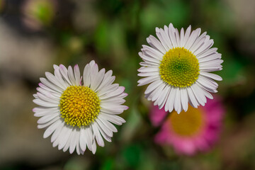 Obraz premium Close up of spring white daisies in a field.