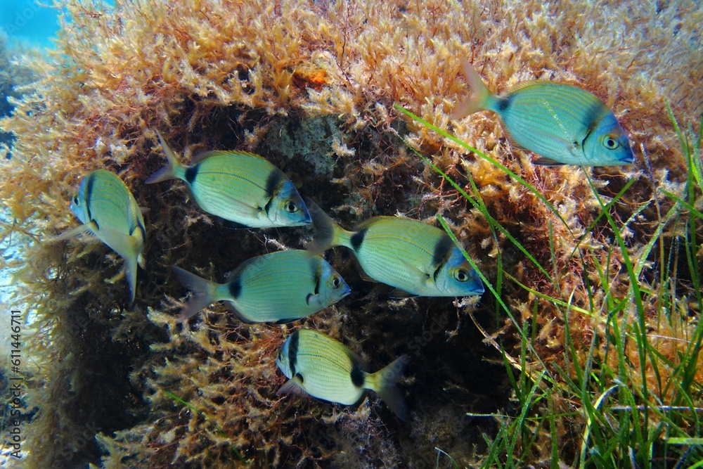 Wall mural Swimming school of fish (seabream) in the sea. Seabed with underwater plants and fish. Scuba diving with marine life, underwater photography.