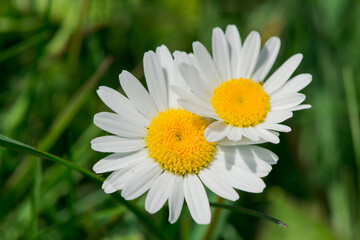Fototapeta premium Close up of spring white daisies in a field.