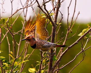 Northern Flicker bird Stock Photo and Image.  Male flying with spread wings with a forest  background in its environment and habitat.