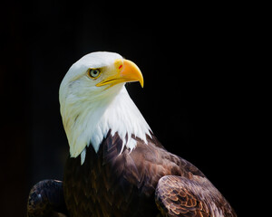 Weißkopfseeadler