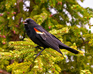 Red-Winged Blackbird Photo and Image.   Blackbird male close-up side view, perched on a coniferous tree with open beak singing in its environment and habitat.