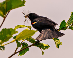 Red-Winged Blackbird Photo and Image.  Male close-up rear view,  perched on a branch with gray sky background with a dragonfly in its beak with spread tail.
