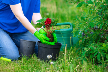 Gardening. Female hands in green gloves planting a flower in the garden