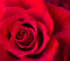 Red rose. Close-up. Flower background.