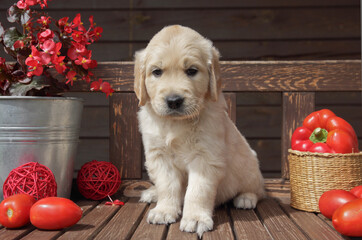 golden retriever puppy  in a rustic style