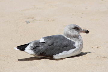 Tight Shot Of Lone Seagull Sitting On Sand Beach