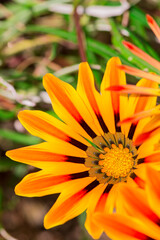 Colorfully blooming Gazania flowers, the Big Kiss Yellow Flame Gazania.
