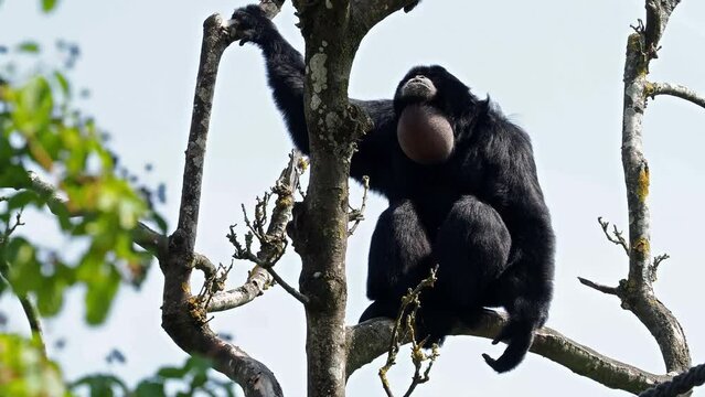The siamang, Symphalangus syndactylus is an arboreal black-furred gibbon native to the forests of Malaysia, Thailand, and Sumatra. The largest of the gibbons.