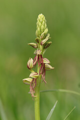 Orchis homme-pendu (Orchis anthropophora)