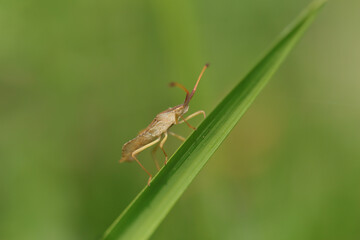 Corée marginée --- Punaise brune (Coreus marginatus)