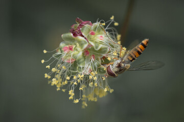 Insect and flower