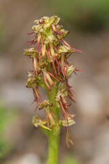 Orchis homme-pendu (Orchis anthropophora)