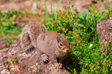 Naklejka na ściany i meble Curious california ground squirrel standing on back legs