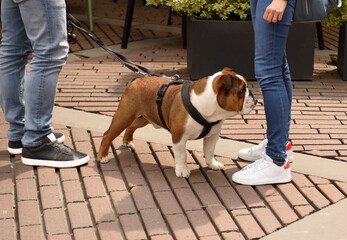 Bulldog walking with his owner. Dog close-up.