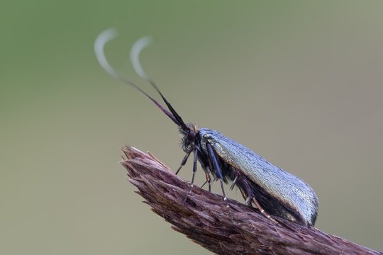 Langhornmotte - Adela reaumurella