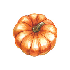 Pumpkin isolated on white background. Watercolor hand drawn illustration orange pumpkin. Clipart for cards and invitations for autumn and Halloween.