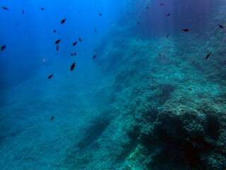 Fototapeta na wymiar Vista subacquea del Plemmirio con pesci 