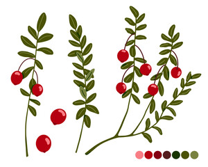 Cranberry vector illustration set. Northern red forest berries and branches with leaves isolated on white background. Hand drawn cartoon organic natural healthy food with vitamins and antioxidants
