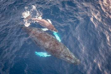 Aerial fly over above newborn Baby Humpback whale and mother	