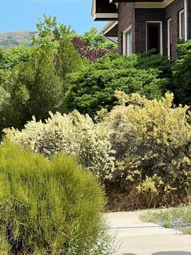 xeriscape landscape in Salt Lake City with ephedra, green mormon tea, bitter brush, cliff rose, junipers, evergreens, native plants