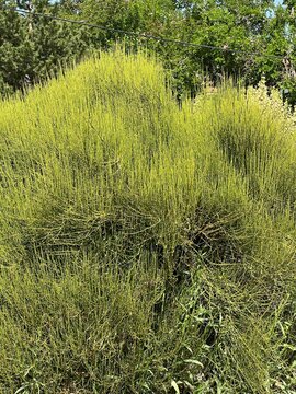 Ephedra viridian, green mormon tea, growing in a xeriscape garden landscape in Salt Lake City , Utah.