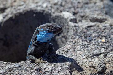 Blue throated lizard on the Island if La Palma in the Canary Islands