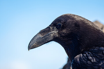 Naklejka premium Raven at the top of La Palma in the Canary Islands