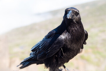 Raven at the top of La Palma in the Canary Islands
