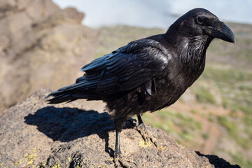 Raven at the top of La Palma in the Canary Islands