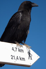 Raven at the top of La Palma in the Canary Islands