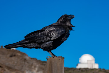 Raven at the top of La Palma in the Canary Islands